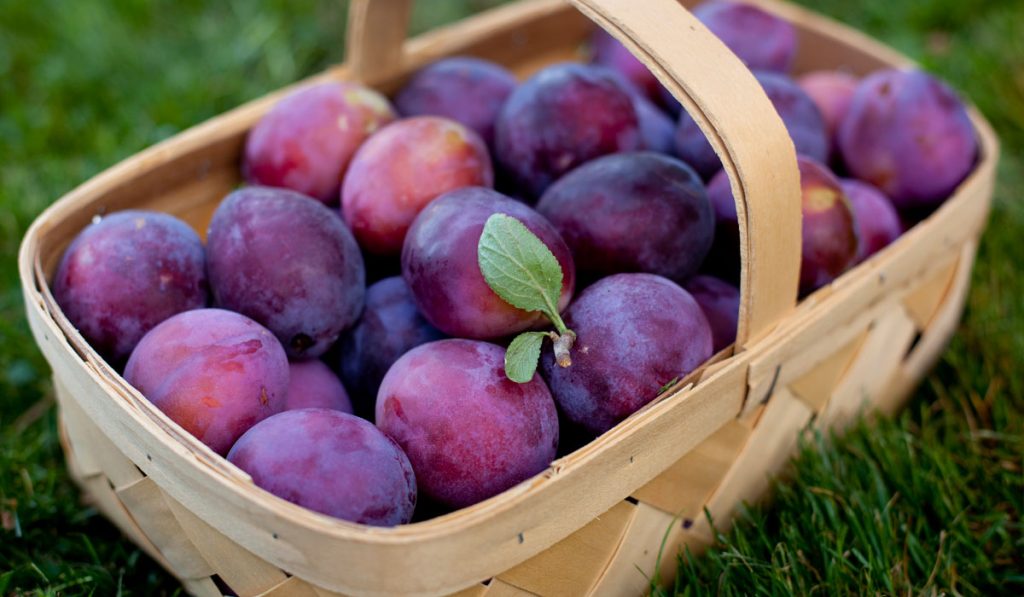 فوائد البرقوق