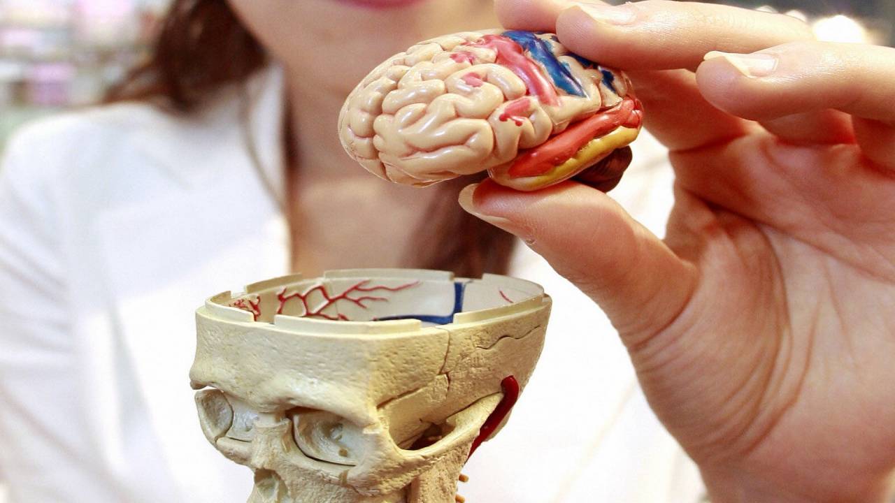 دماغ مجسم 