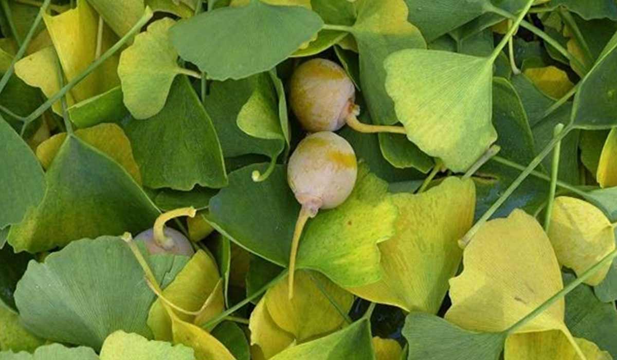 ما هو علاج القلق والتوتر والخوف بالاعشاب