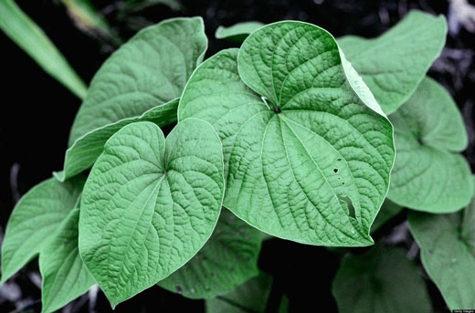 ما هو علاج القلق والتوتر والخوف بالاعشاب