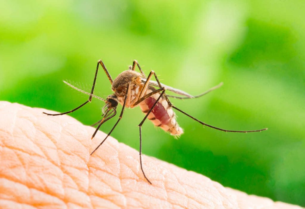 طرد الناموس من الحوش