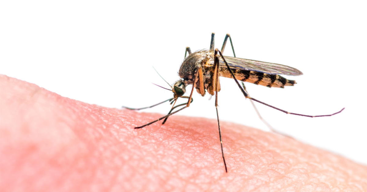 علاج قرصة الناموس المنتفخه