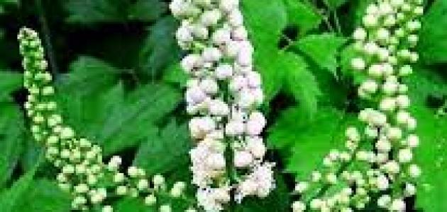 علاج اضطرابات الهرمونات عند النساء بالأعشاب