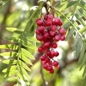 الفلفل الوردي في العطور