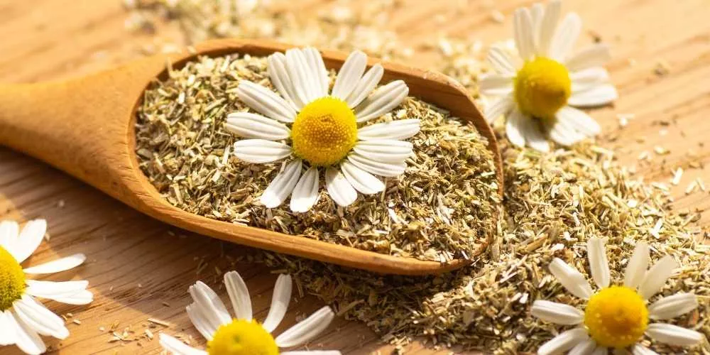 متى يشرب البابونج