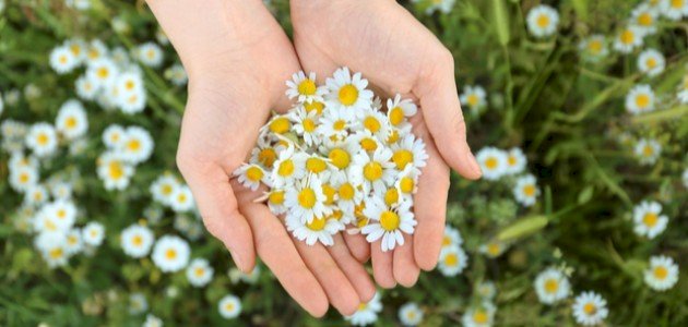 فوائد شرب البابونج