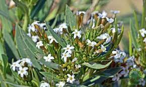 اهمية نبات الحرمل للقولون