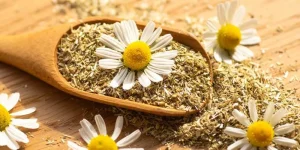  تجربتي مع شرب البابونج يوميًا